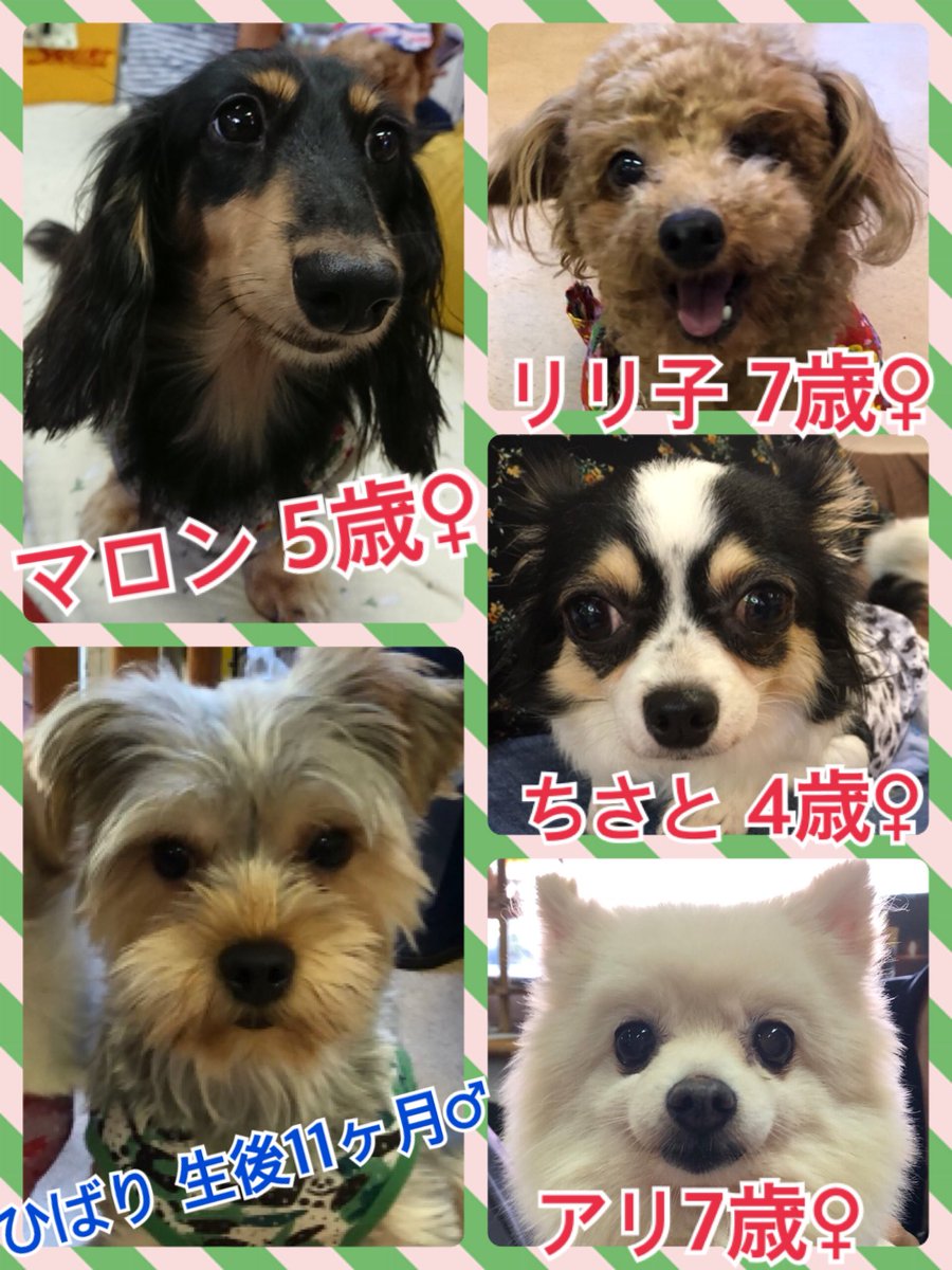 🐾今日の里親様募集中ワンコ🐶メンバーです🐾2018,7,29